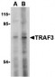 TRAF3 Antibody